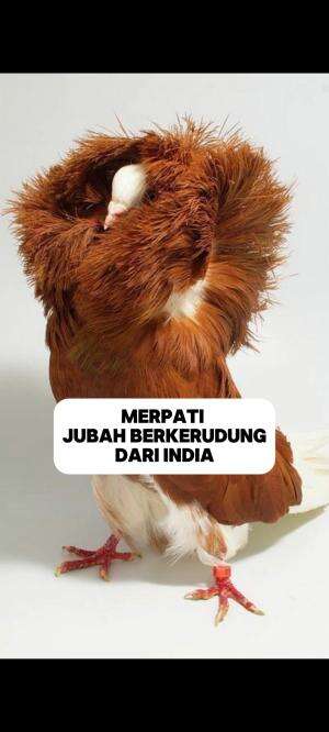 merpati cantik dari India #merpati #jacobin #faktaunik #burung