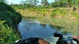 haruan menymabar popper #fishing #shorts 