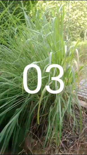 AMAT PENTING DAUN SEREH
 #daunserehberguna
 #ayambakarTaliwangdannasidaunjeruk  #daunserehobattradisional
