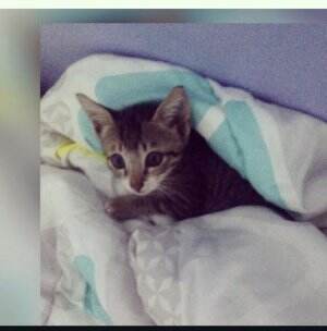 😺😺😺 
 #pecicat #kucingmujaer #mujaer #Kucing 