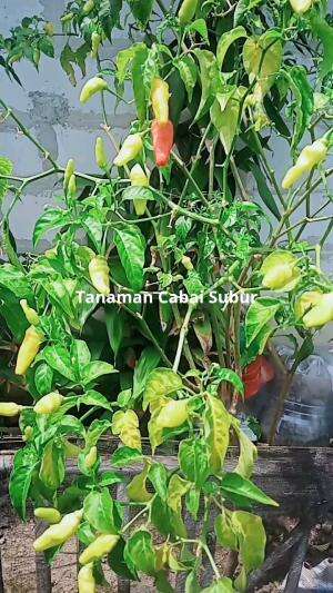 Tanaman cabai subur