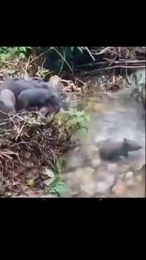 video hewan lucu