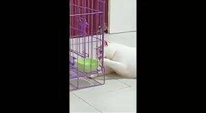 cara baru minum air kucing oyen
 #HOTrctiplus #shortplus #kucingoyen #duniakucing