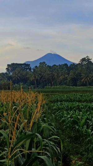 pemandangan gunung slamet #gunungslamet #videografer #shortplus #RCTIPlus #HOTrctiplus #fyp 
