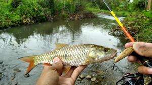  #fishing #mancing #ikanhias #ikanhampala
