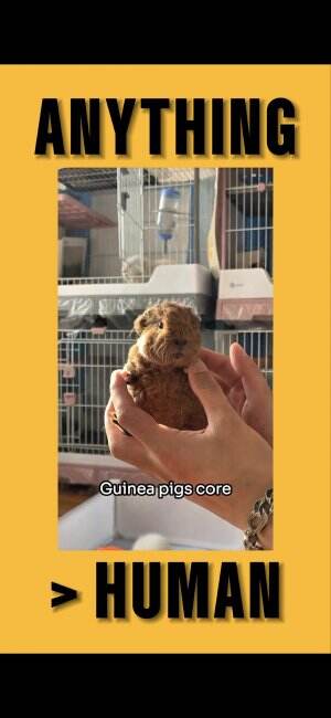 Guinea Pigs Core | #guineapig #guinea #fyp #viral #shorts #viral #core #funny #cute #cat 