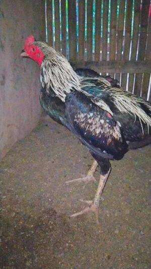 ayam Bangkok umur 6 bulan Silangan dari Pama dan Mangon 