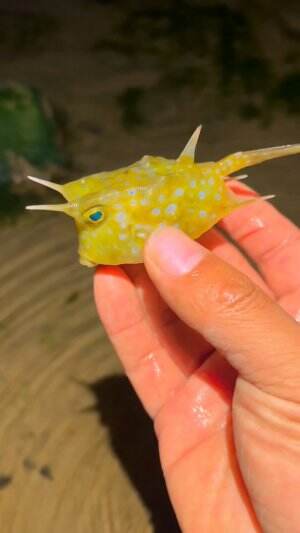 Ikan unik dan lucu ini mendekat
.
#laut
#ikan
#rctiplus
