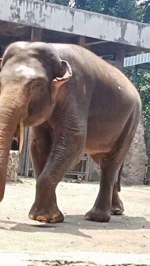 Gajah super 🐘🐘🐘 

#aninal
#gajah
#elephant
