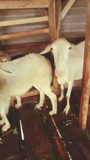 kambing qurban  #kambing  #fypシ゚viral  #ibadahqurban 