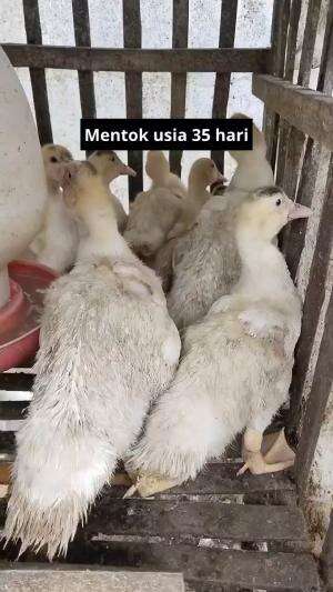 entok usia 38  hari
