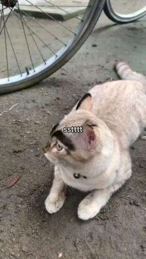 BARU BUAT ALIS

#kucinglucu #kucingoyen #catlovers #pencintakucing #kucinggemoy #kucinggemes #sahabarkucing