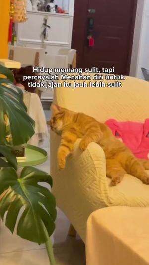 hidup memang sulit
#HOTrctiplus #shortplus #kucingoyen #duniakucing