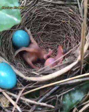 #birds #burungkicau #babybirds #Cantik banget burungnya 
