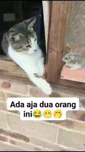 APA SICH COBA

#kucinglucu #kucingoyen #catlovers #pencintakucing #kucinggemoy #kucinggemes #sahabarkucing