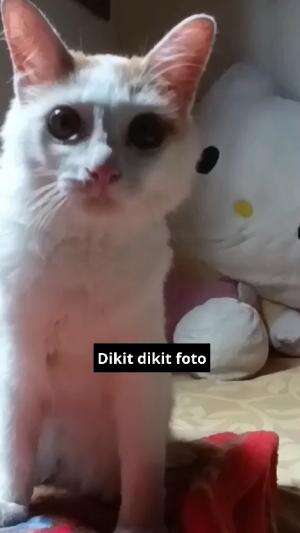 dikit dikit foto
#HOTrctiplus #shortplus #kucingoyen #duniakucing