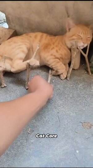 Kucing ketika tidur tingkat kewaspadaannya sangat tinggi.