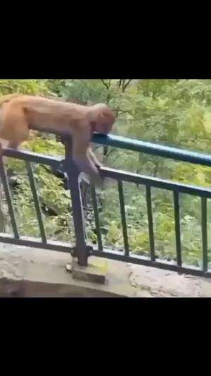 kompilasi hewan lucu #3