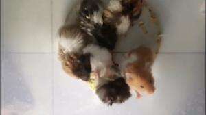 coba tebak ada berapa hamsternya #hewanlucu #hamsterpeliharaab