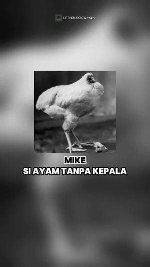 Ada ayam tanpa kepala? #wow #Ajaib