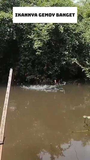 mancing  babon   #mancing  #nilababon  #RCTIPlus  #HOTrctiplus  #RCTIoke 