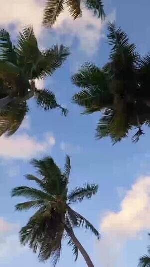 istirahat di bawah pohon kelapa  #pohonkelapa  #coconut #shortplus 
