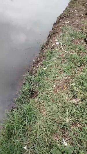 #Bolang #memancing #mancingbelut 