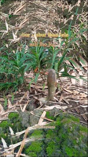 #ubur - ubur ikan lele
#asli lho lee