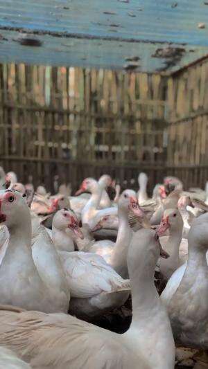 entok super banyak
 #HOTrctiplus #shortplus #entok