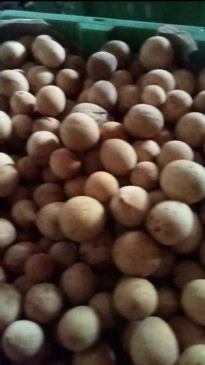 LANGSAT PONTI 
 #edisijualanhariselasa
 #larismanis
