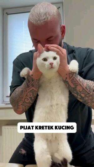 BUKAN MANUSIA SAJA YANG BISA DI PIJAT KRETEK, KUCINGPUN BISA!!! #pijatkretek #Kucing #faktaunik 