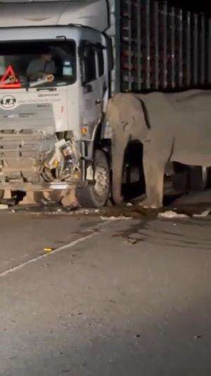 seekor anak gajah tertabrak truck besar ,dan ibunya menangisinya..