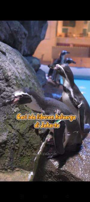 #weekend #aquariumjakarta #pinguin #reviewtempatliburan #RCTIPlus #HOTrctiplus #fyp 