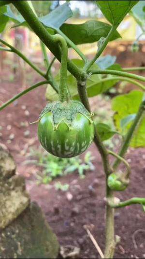 Jenis terong yang cocok untuk lalapan #Berkebun #edukasi #fyp #fypシ゚viral #trending #foryou #RCTIPlus #HOTrctiplus