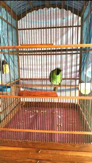  Burung Cucak Ijo Lepas Trotol Perwatan 6 Bulan #cucakijo  #duniaburung 