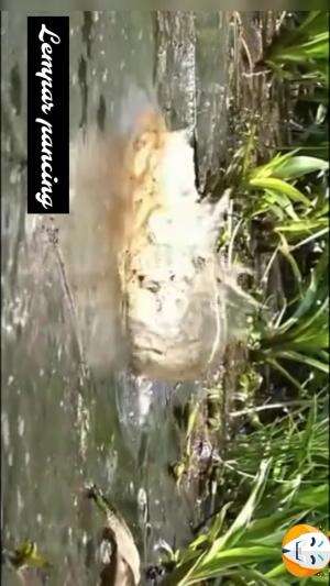 babon edan  #RCTIPlus  #HOTrctiplus  #RCTIoke  #lemparpancing  #mancing 