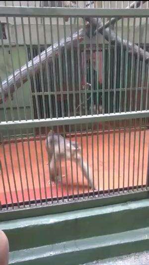 Kenalan Sama Beruk Ganteng Di Kebun Binatang Jakarta Selatan #hewanlucu #kebunBinatang #beruk