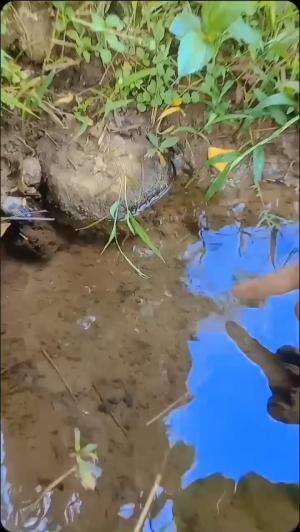 Selokan Kecil Yang Banyak Ikan nya #sobatambyarsengtauambyarRekomendasikanvideoini #ikansungai #mancingikan #Cara mancing 