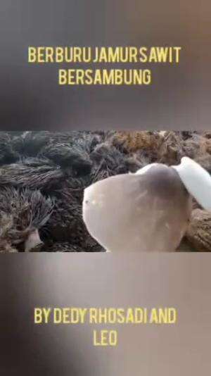 BERBURU JAMUR DI PERKEBUNAN SAWIT
 #sawit
 #jamursawit
 #kelapasawit
