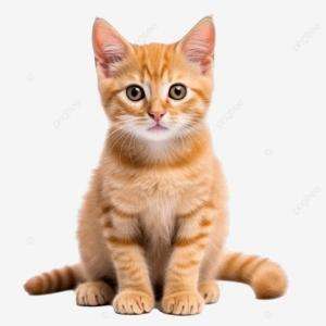 Siapa yang suka dengan Kucing 😻