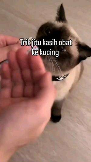 TRIK JITU KASIH OBAT KE KUCING

#kucinglucu #kucingoyen #catlovers #pencintakucing #kucinggemoy #kucinggemes #sahabarkucing