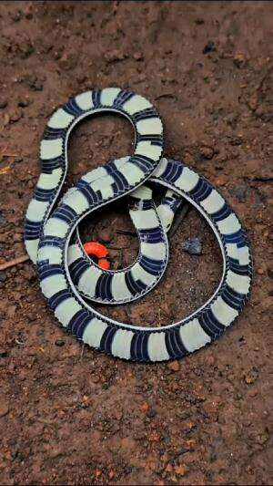 edukasi buat teman semua ..
#shortplus #shorts #short 