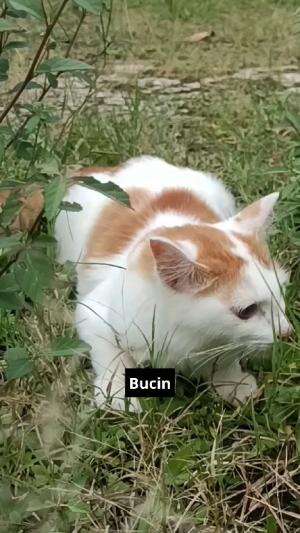 bucin....

#HOTrctiplus #shortplus #kucingoyen #duniakucing