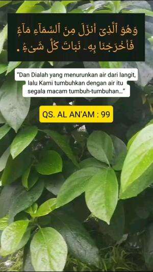 Dialah (allah) yang menurunkan hujan dari langit 