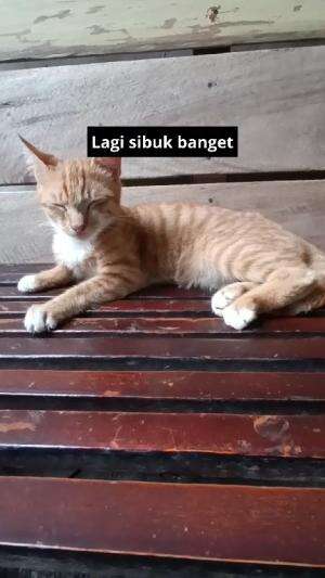 lagi sibuk banget #HOTrctiplus #shortplus #kucingoyen #duniakucing