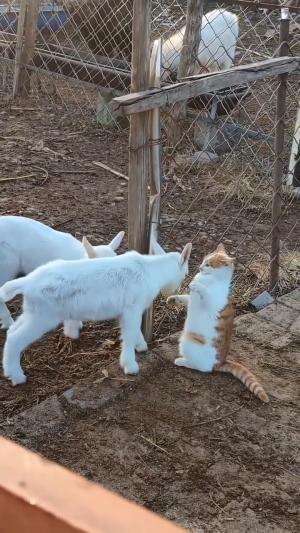kucing oyen pemberani
#HOTrctiplus #shortplus #kucingoyen #duniakucing