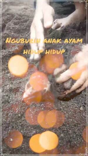 main main nguburin anak ayam