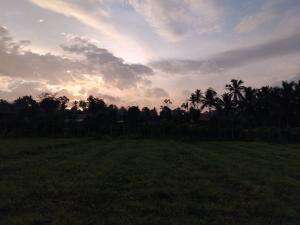 jeruk BW chogun #buahsegar 