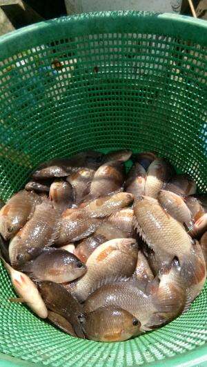 Bahagianya jika mancing ikan disertai dengan canda tawa bersama.
mancing ikan patung  #ikanpatung  #sinetronviral  #RCTIPlus   #memancingika