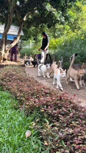 AYO KUMPUL KUMPUL

#kucinglucu #kucingoyen #catlovers #pencintakucing #kucinggemoy #kucinggemes #sahabarkucing